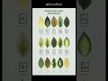 Nutrient Deficiency Symptoms On Leaves GrowerShala Plants