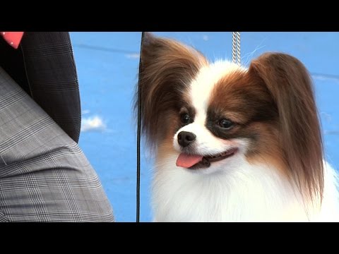Around the Dog World - Blackpool 2015 (Episode 45)