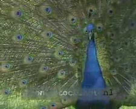 Indian Blue Peacock calling — Pavo cristatus
