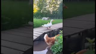 O PATO PEGOU O FILHO DA GALINHA #shorts
