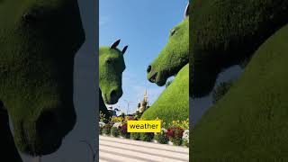 5 Critical Mistakes to Avoid When Visiting Miracle Garden Dubai 💯😍