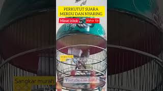Download lagu Perkutut mewah suara merdu dan nyaring buat masteran pancingan perkutut #gacor #perkutut #hobi #bird mp3 Download lagu Perkutut mewah suara merdu dan nyaring buat masteran pancingan perkutut #gacor #perkutut #hobi #bird mp3