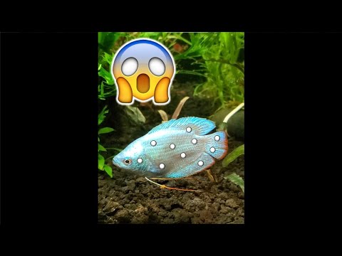 How I Treat “Stress Ich” on My Fish