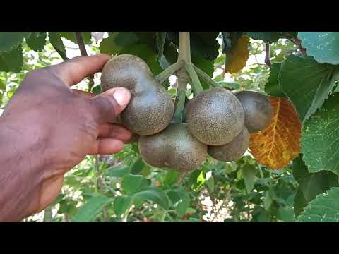 @ocanaldacasacasinha . conheça o pé de pequi.