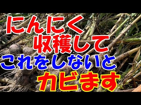 ひょうたんの収穫