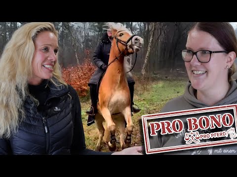 Hengst als Wallach verkauft – Edelblut-Haflinger wird zur Blitzbirne | PRO BONO Pferdecheck