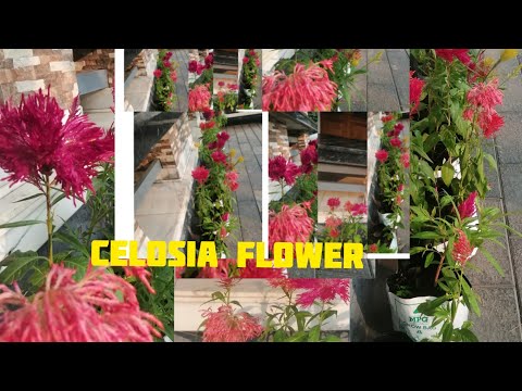 Celosia/Celosia flower 🌷