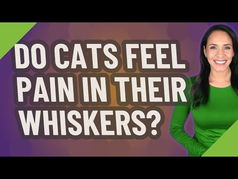Do cats feel pain in their whiskers?