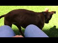 Tahiti Is A Lap Dog IMG 2070
