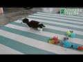 Miniature Dachshund dogs for sale: Hero - Video 1