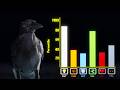 Are Crows Overpowered