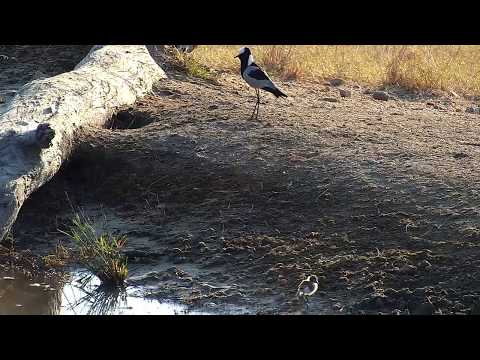 Djuma: Blacksmith Lapwing and chick at the pan - 07:28 - 07/15/19