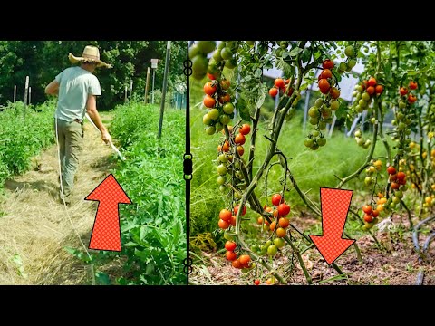 Tomato Trellis Options RANKED