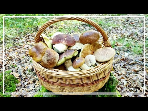 Pełny KOSZ GRZYBÓW - Jaka ZDROWOTNOŚĆ i ile ZOSTAŁO? POKAZUJĘ na filmie. GRZYBOBRANIE WRZESIEŃ