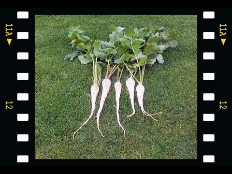 download lagu mp3 mp4 Can Dogs Eat Cooked Parsnips, download lagu Can Dogs Eat Cooked Parsnips gratis, unduh video klip Can Dogs Eat Cooked Parsnips