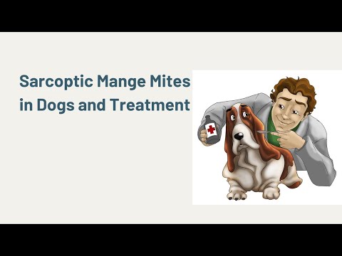 Sarcoptic Mange Mites in Dogs and Treatment