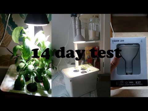 download lagu mp3 mp4 Basil Light, download lagu Basil Light gratis, unduh video klip Basil Light