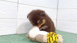 ハーフ犬の動画01