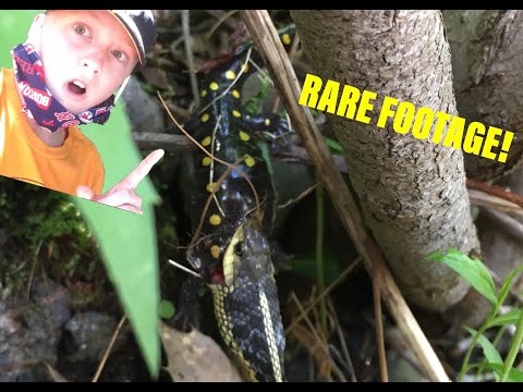 Snake Vs. Salamander (RARE FOOTAGE)