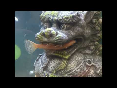 Otha Otha Fish (Bizarre Tribe)