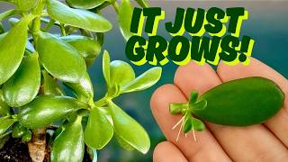 How to Grow a Jade Plant Fast With These Easy Tips (Beginner Friendly!) 🌱✨