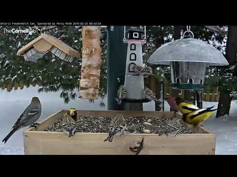 Grosbeaks And Redpolls Flock To Ontario Feeders — Feb. 22, 2019