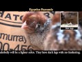 Video: Egyptian Fayoumis Baby Chicks