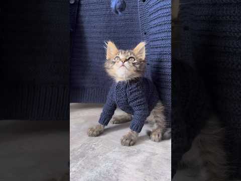 Учимся ходить в свитере. #котёнок #учимсяходить #котвсвитере #diy  #cuteanimal #pets #забавныйкот