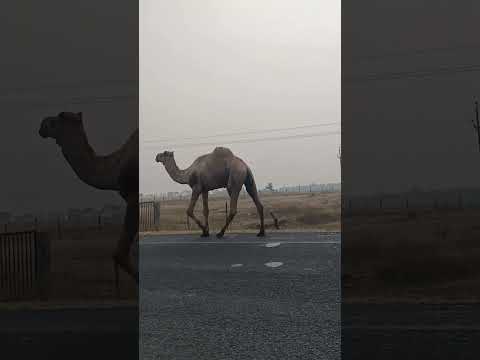 Rajsthani Camel #camel #rajsthan #travel #trending #ytshorts
