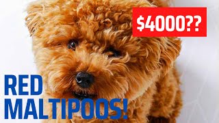RED MALTIPOOS| How do you produce them & How much do they cost???