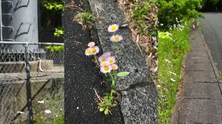 ハルジオンが咲くころになりましたが。。