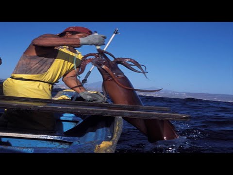 How To Giant Squid Fishing on Boat - Amazing Traditional Big Squid Fishing Skill on the Sea