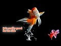 Smart Goldfish