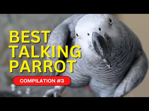 Best Talking Parrot Compilation #3 | Gizmo the Grey Bird
