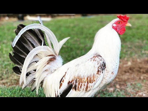 White Grey RCP FARM Hawaii 🌴 Roger Tabac