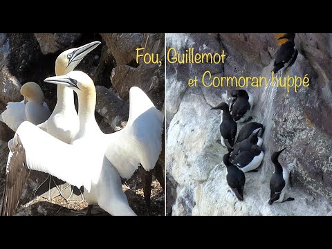 Guillemot de Troïl, Fou de Bassan, Cormoran huppé – Common Murre, Northern Gannet, Shag