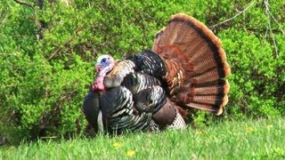 Eastern Turkey Hunting: Opening Week Trio (DownWind Outdoors)