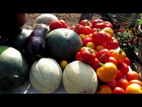TRG Homestead VLOG E-2: Beating Garden Burnout, My Tomato Sauce Recipe, Lessons Learned & Tour