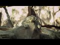 Snow Leopard Simple Video Clip HD Animals