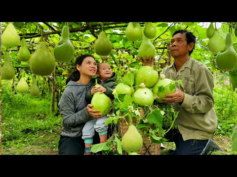 Alleinerziehende Mutter: Baby Nguyen muss dringend ins Krankenhaus – Kürbisernte | Ly Thi Duyen
