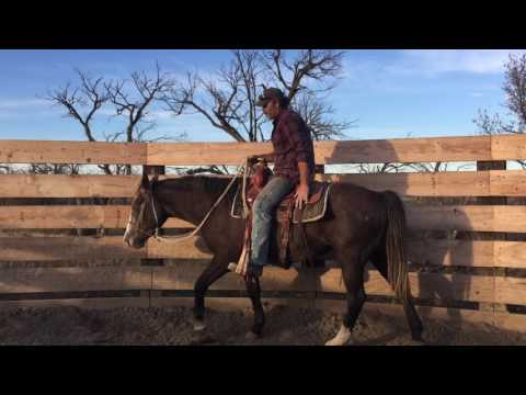 YouTube video about: What is crow hopping in horses?