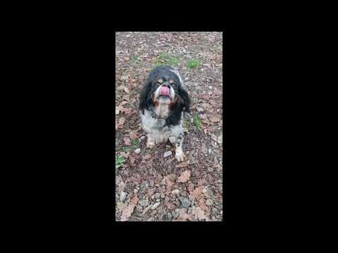 Unsere so liebe💕Fariba💕 sucht ihre Menschen💕🐾💕