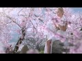 Lichtmond Early Dew Morgenrot 1080p HD 