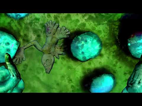 Lopsider Saves Squeezypork! | All Tomorrows Animation | Animated