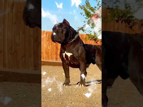 Pitbull baby and 🐶 #viral #trending #dog #viralvideos