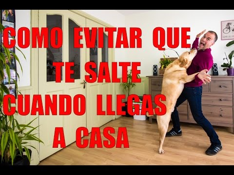 How to Stop Your Dog from Jumping on You When You Get Home