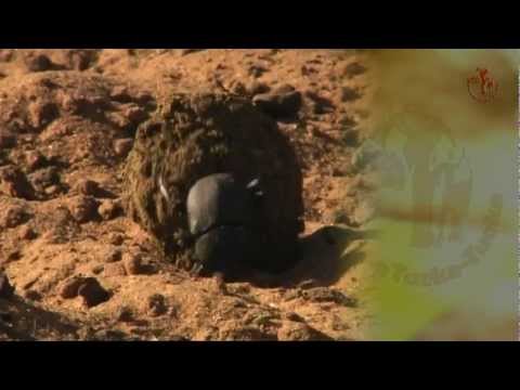 Namibia erleben / Teil 29 - Harnas Wildlife Foundation