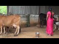 Cow Milk Cow Milking Milk Cow Cow Milking By Hand Village Cow Milking By Hand