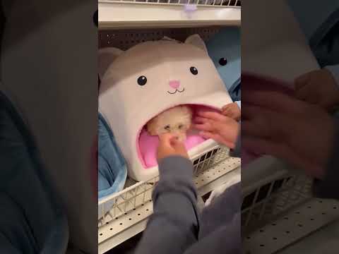 Un chien refuse de quitter son lit sur l'étagère d'un magasin