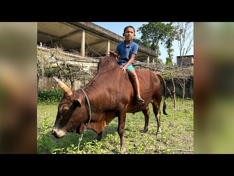 Moulvibazar 9no. ward councillor MD Mashud’s farm part 2|New fighting bull addition| Rajnin Muhammed